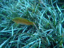 Image of Brown Wrasse