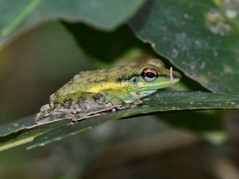 Image of Mindanao Splash Frog