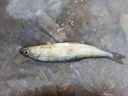 Image of Vendace