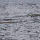 Image of Baird's Beaked Whale