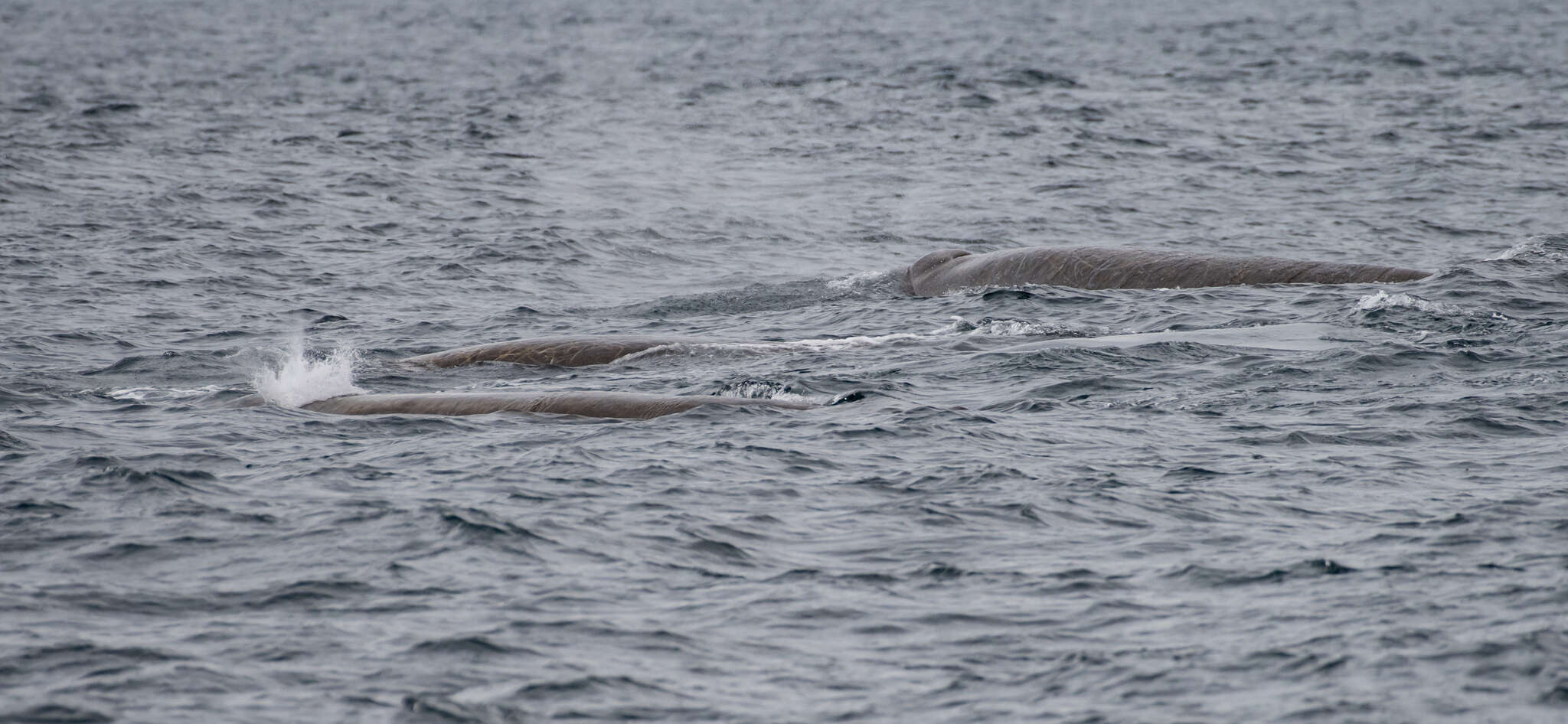 Image of giant beaked whale