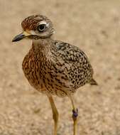 Image of Cape Thick-knee