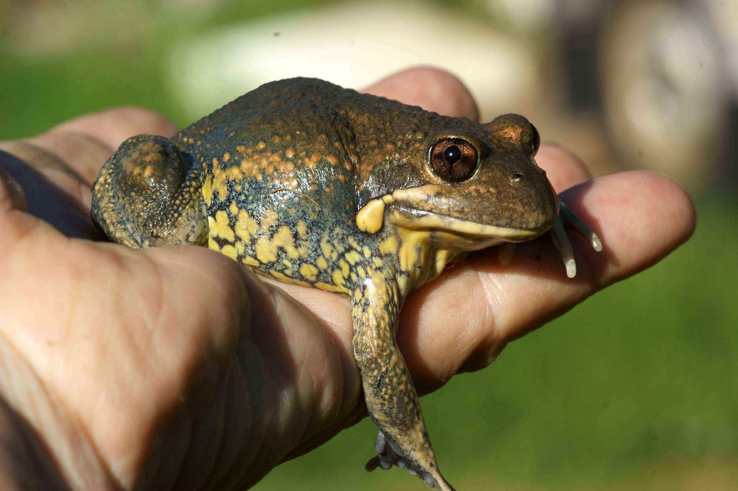 Image of Banjo Frog