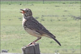 Image of Large-billed Lark