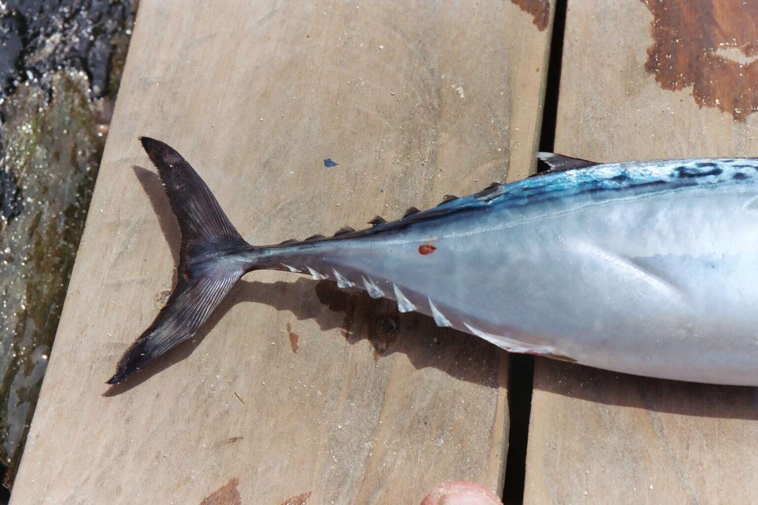 Image of Atlantic Little Tuna