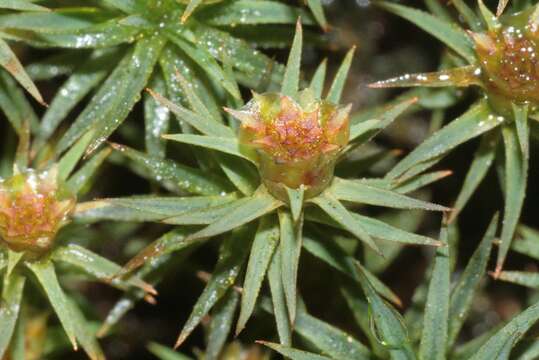 Image of pogonatum moss