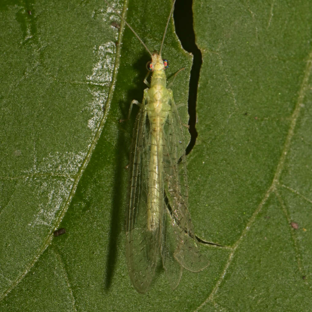 Image of Chrysoperla rufilabris (Burmeister 1839)