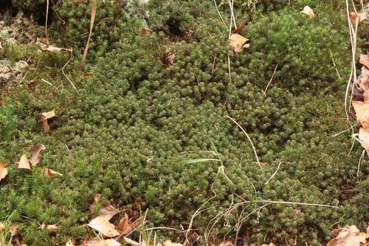 Image of pogonatum moss