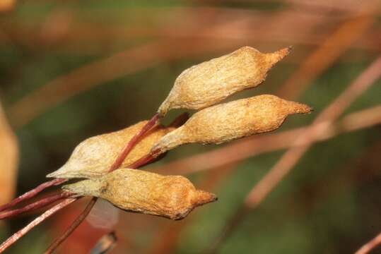 Image of pogonatum moss