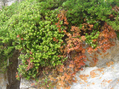 Image of bearberry