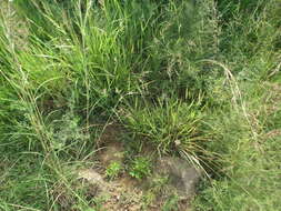 Image of Crotalaria sessiliflora L.