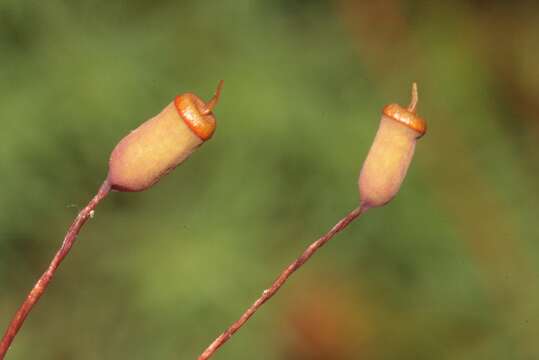 Image of pogonatum moss