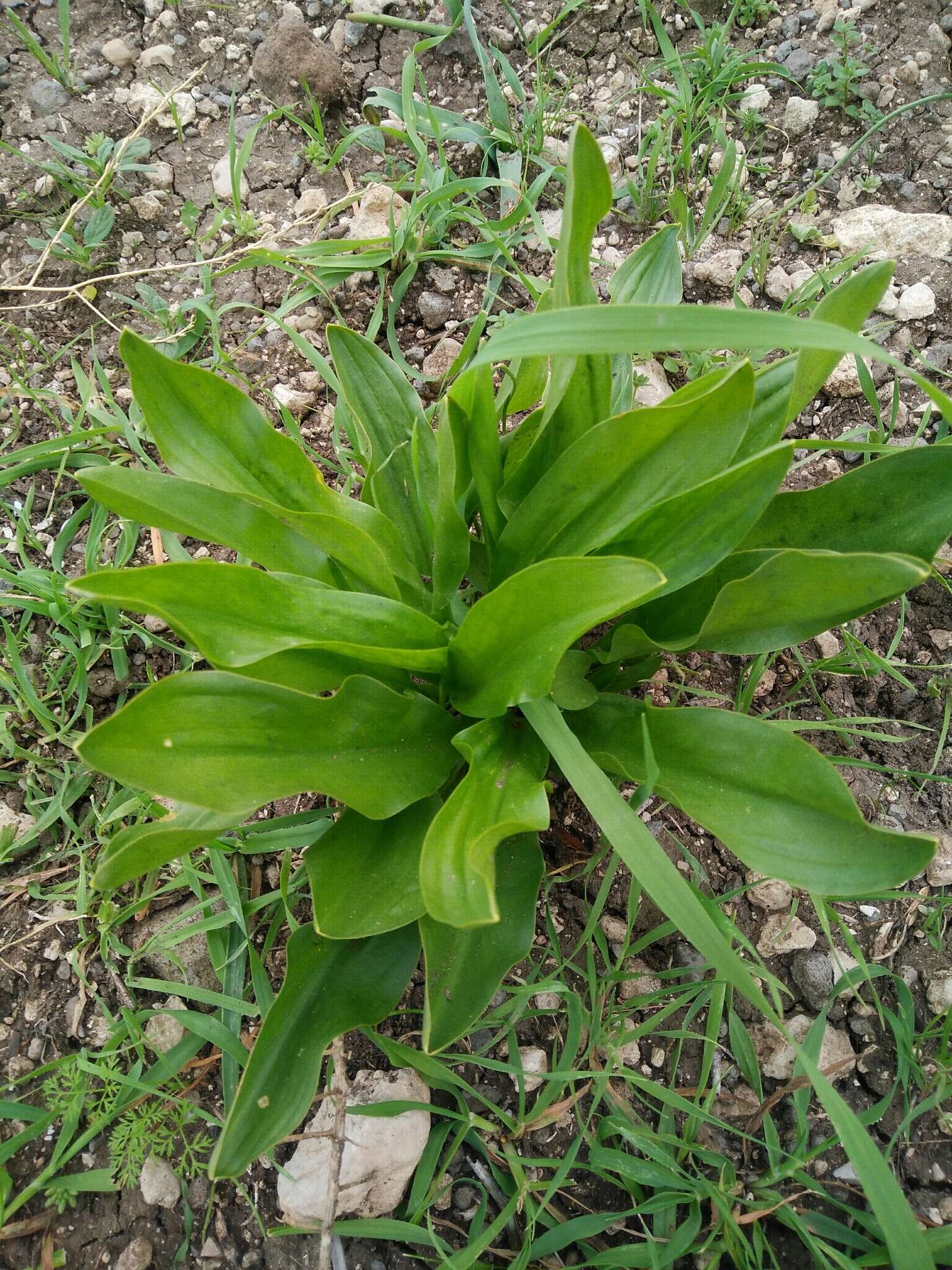 Image of Biarum angustatum (Hook. fil.) N. E. Br.