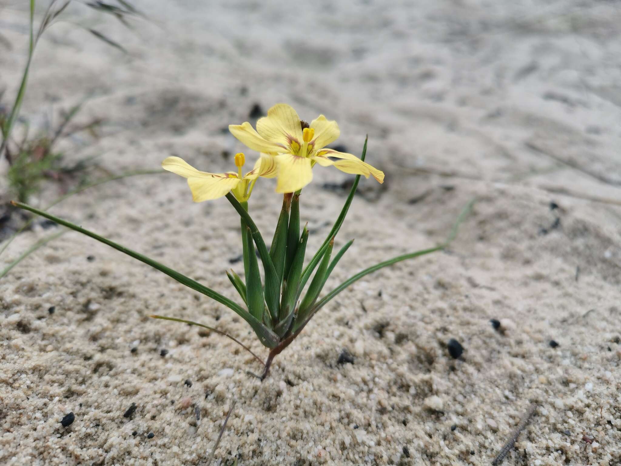 Image of Moraea maximiliani (Schltr.) Goldblatt & J. C. Manning