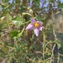 صورة Solanum trilobatum L.