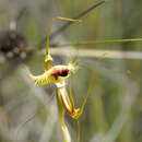 Caladenia lobata Fitzg. resmi