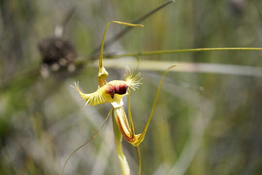 Image of Butterfly orchid