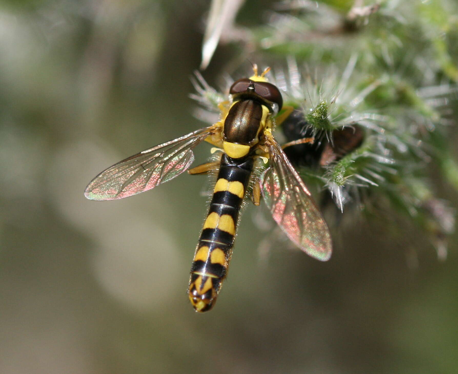 Sphaerophoria scripta (Linnaeus 1758) resmi