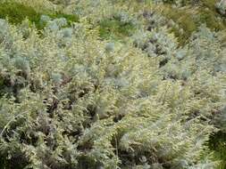 Image of Artemisia arborescens L.