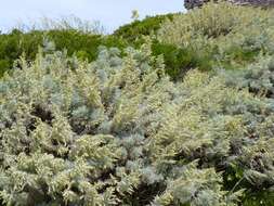 Image of Artemisia arborescens L.