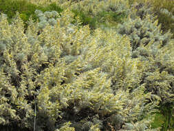 Image of Artemisia arborescens L.