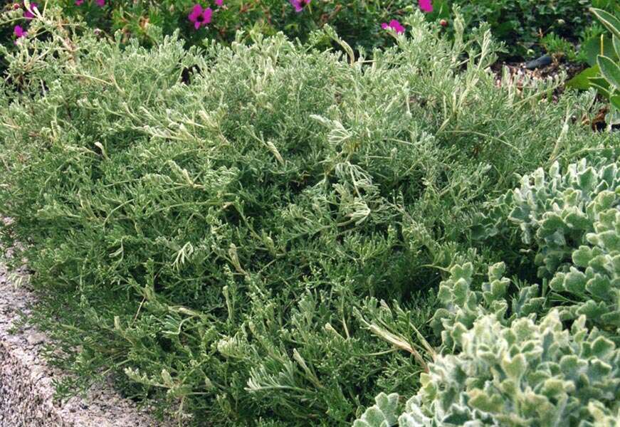 Sivun Artemisia maritima kuva