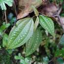 Image de Blastus cochinchinensis Lour.