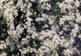 Image of squinancywort