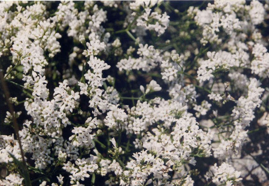 Image of squinancywort