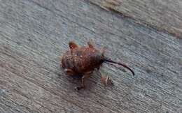 Image of Acorn weevil