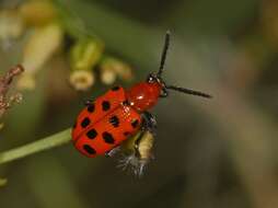 Image of Spotted asparagus beetle