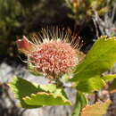 Plancia ëd Leucospermum winteri J. P. Rourke