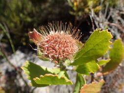 Plancia ëd Leucospermum winteri J. P. Rourke