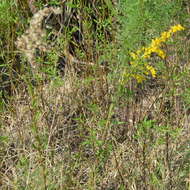 Image of Solidago chilensis Meyen