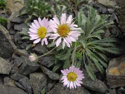 Imagem de Xanthisma coloradoense (A. Gray) D. R. Morgan & R. L. Hartman