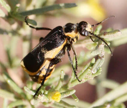 Image of Epicauta (Epicauta) stuarti Le Conte 1868