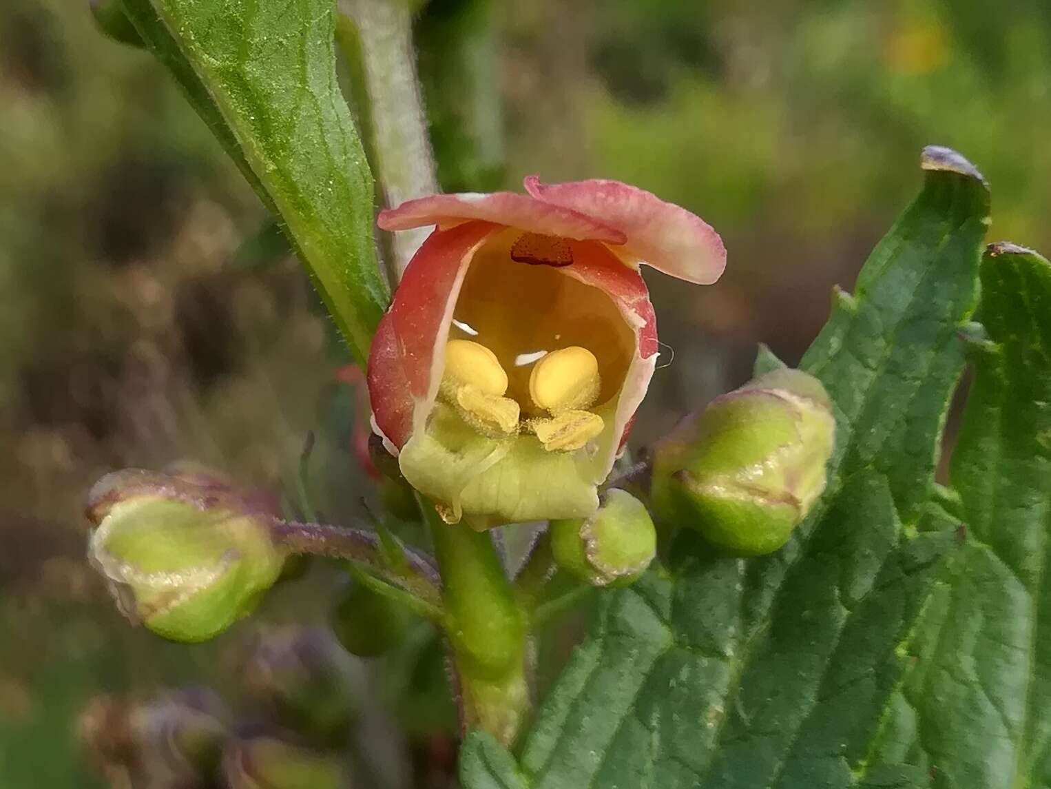 Scrophularia sambucifolia L. resmi