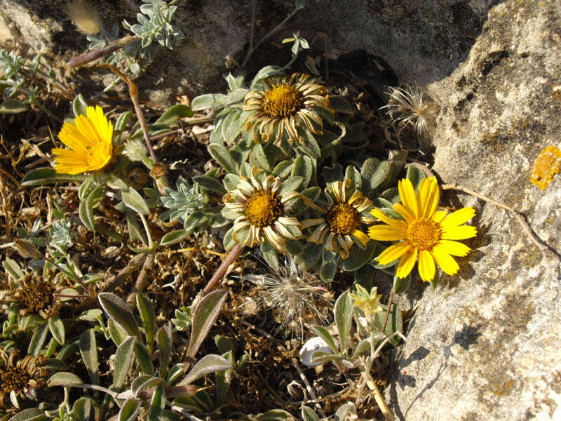 Image of estrella de mar