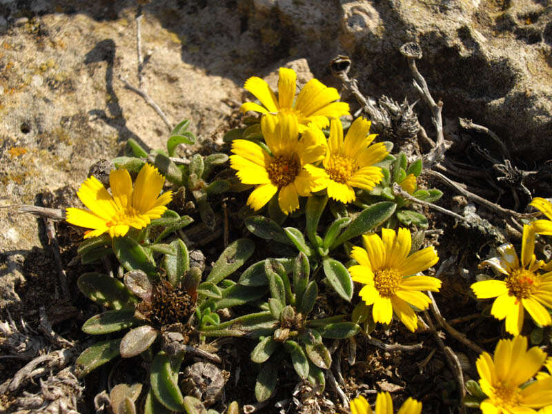 Image of estrella de mar