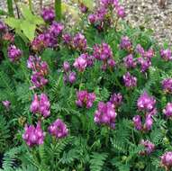 Image of Astragalus danicus Retz.