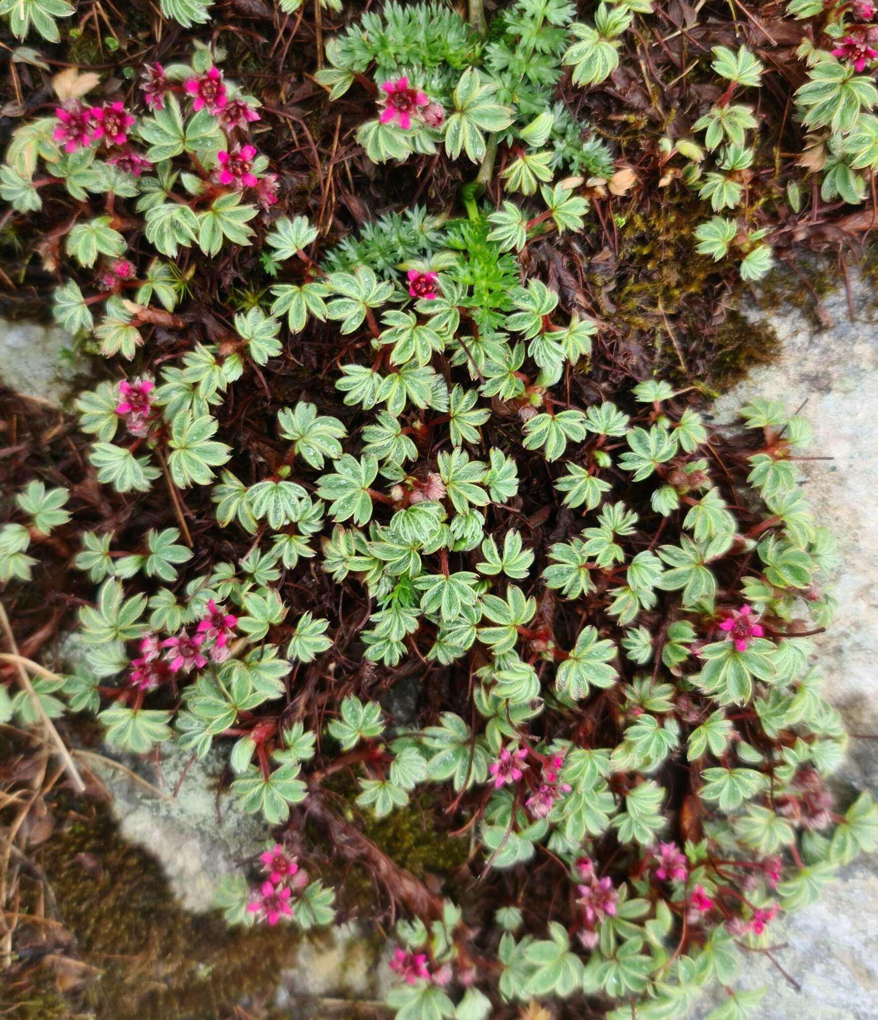 Image of Potentilla purpurea (Royle) Hook. fil.