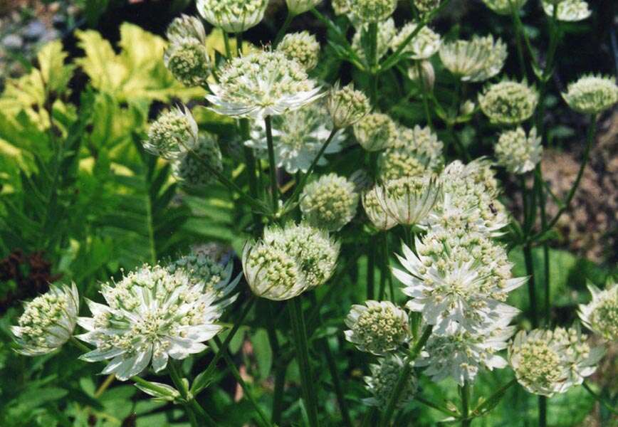 Imagem de Astrantia major L.