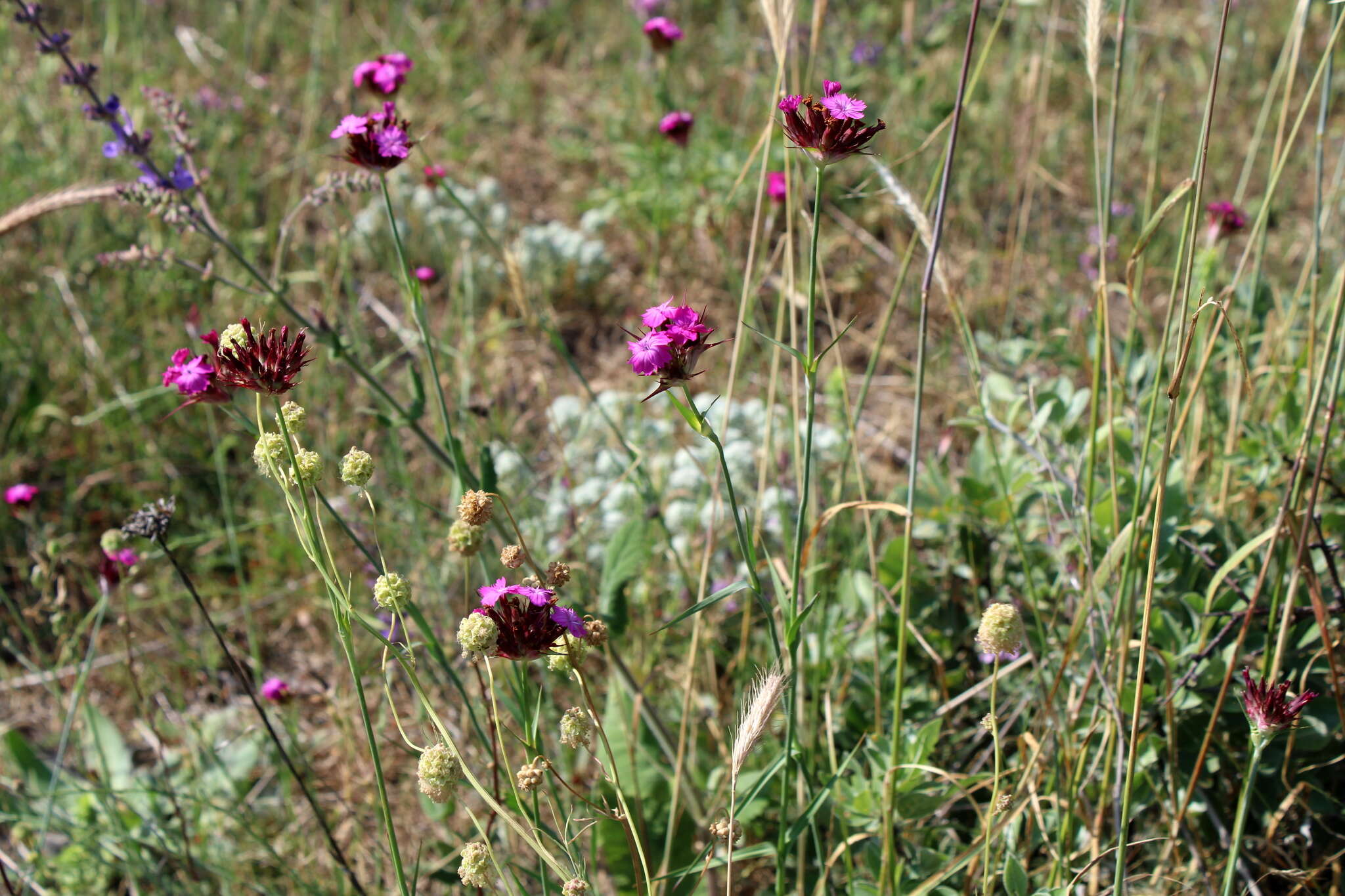 صورة Dianthus capitatus Balb. ex DC.