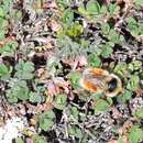 Image of Forest Bumble Bee