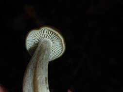 Image of Pseudoclitocybe