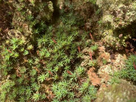 Image of Dawsonia longiseta Hampe 1860