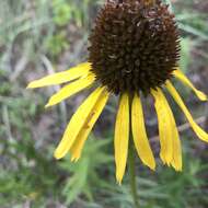 Image of Bush's purple coneflower