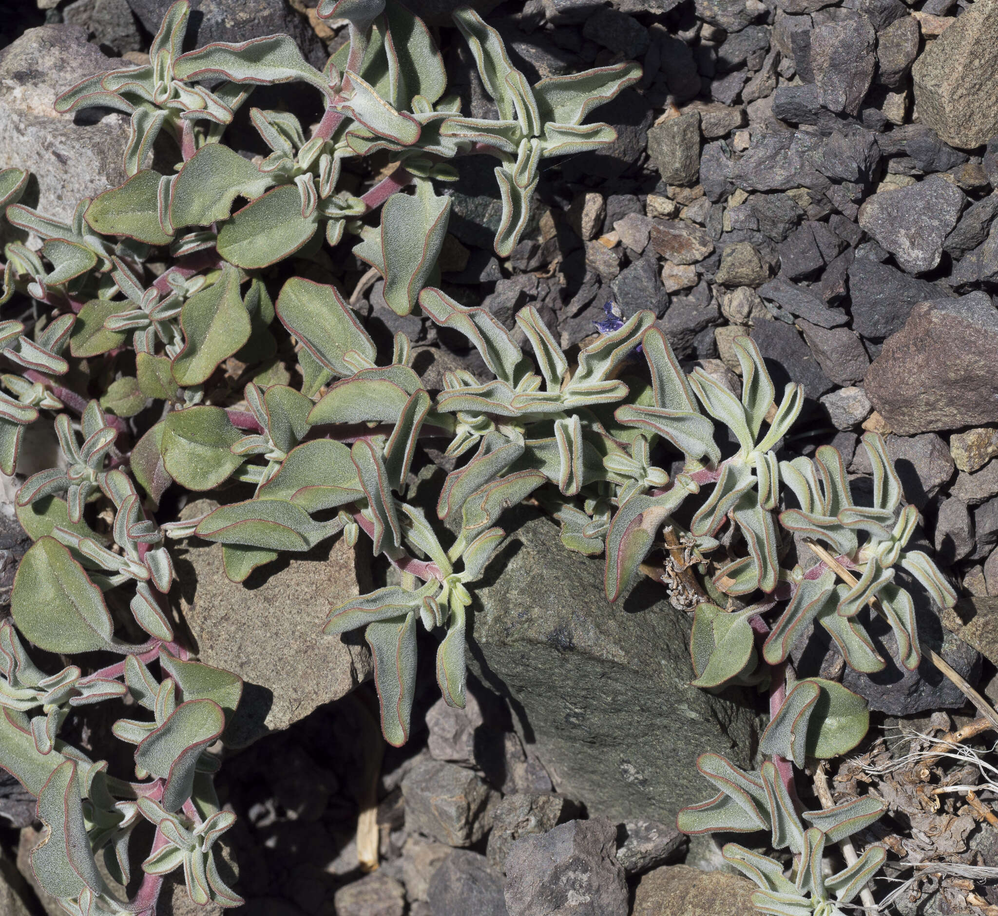 Image of Snow Mountain beardtongue