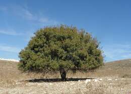 Image of Cyprus turpentine