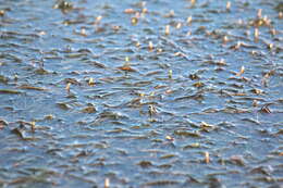 Image of Lesser Pondweed